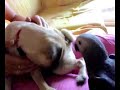 yaco besando a carlino