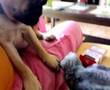 Pug video