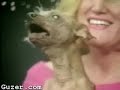 skeeter-the-narcoleptic-poodle.html