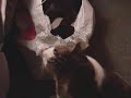 Cat eating a shopping bag
