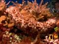 Welcome to the Great Barrier Reef