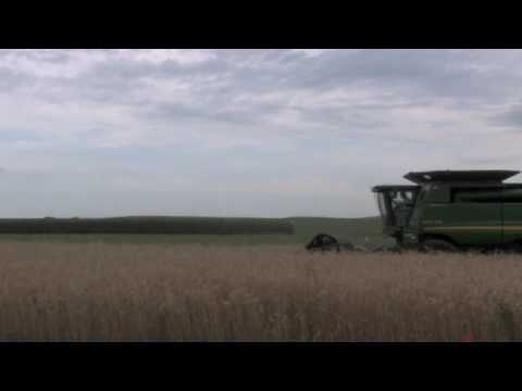how to grow and harvest rye