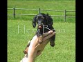 a swingin' new puppy video by the coffee bean kennel.