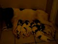 1 Week Akitas Feeding 1 Week Akitas Feeding