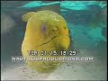Green Moray eel, Nautilus Productions Stock Footage