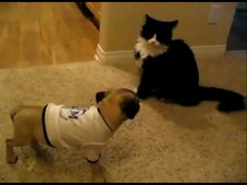 Gato Vs Cachorro (Comédia) Gato Brigando com Cachorro