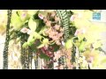 沖縄国際洋蘭博覧会始まる ２０１２年２月４日