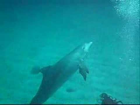 Inmersion con delfines
