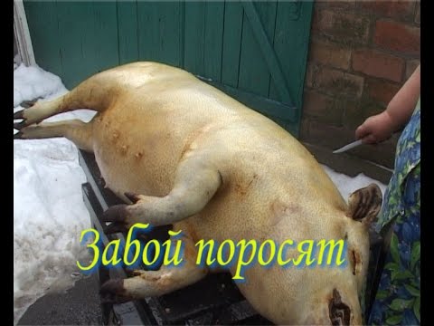 если колоть ускоритель роста вьетнамским свиньям какой результат если колоть ускоритель роста вьетнамским свиньям какой результат