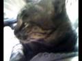 videos de Gommgamm and Bored-face Cat