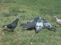 Sherry and Junco