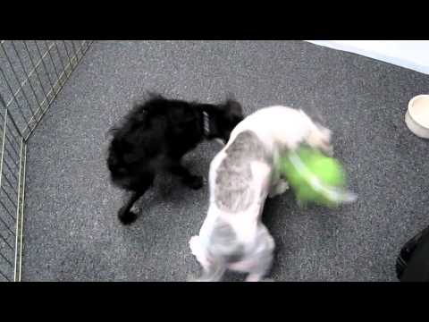 how to cure parvovirus in shih tzu