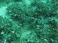 Pesca in apnea - sarago in morzata Pesca in apnea - sarago in morzata