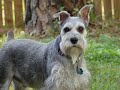 Punkin and Brutus the Mini Schnauzers