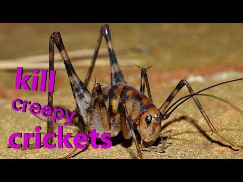 how to eliminate crickets