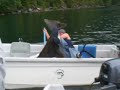 Halibut Wresstling, Ketchikan Alaska, Clover Pass
