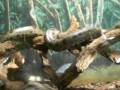 Sucuri do ZOO de Bauru
