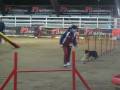 videos de graziella e prue agility 2 voghera dicembre 08