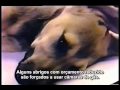 Ver Video