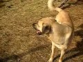 Anatolian Shepherd Dogs Playing