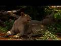 Aslanlar Yat�yor belgeseli video.