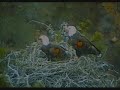 Channel Island Eagle Nest