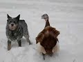 WWF Turkey and Dog Round 2