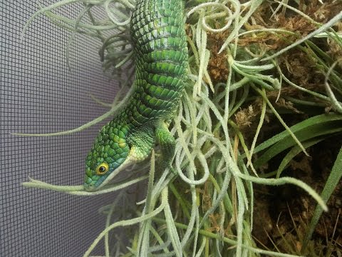 YouTube reptile video