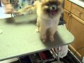 Pet Grooming with Nedda- #1 Papillon & Pomeranian/Papillon Mix