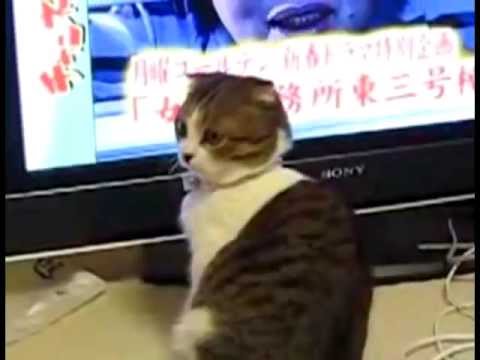 Драматичный кот!!