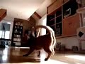 my cat is a ninja