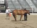 Snippers - Canyon County Fair