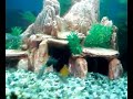 A short video of my first tank