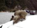 Kea Birds - Arthurs Pass, New Zealand Kea Birds - Arthurs Pass, New Zealand