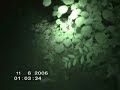 El Chupacabra caught on Video !