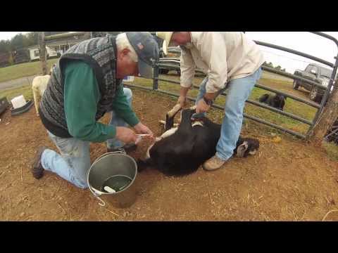 castration