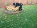 videos de Skyla's 1st. Birthday