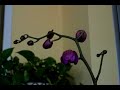 Orchid (Phalaenopsis) Time Lapse in Natural Light