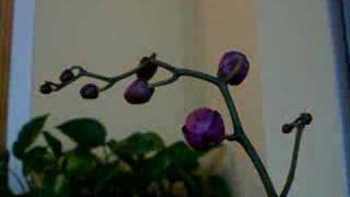 Orchid (Phalaenopsis) Time Lapse in Natural Light