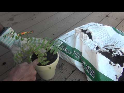 how to replant a plant from a pot