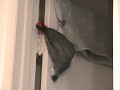 Tui parrot missing free flying - don\