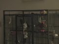 Tui parrot missing free flying - don't try this