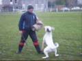 videos de Saltire Schutzhund Ollie