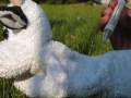 RBGH PUPPER PALS BLOOPERS: Scene 2