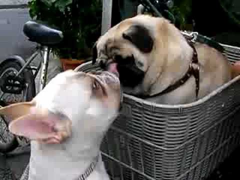 Watch 'Love at first kiss'