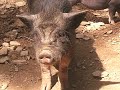 Crête des Cerfs - Wildpark