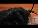 Affenpinscher