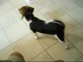 Beagle video