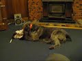 WWII re-enactment in my lounge