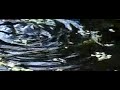 Frog and water Frog and water